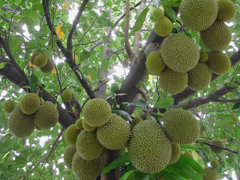 Gambar  Gambar  Rumah Pohon Orang Gambar  06