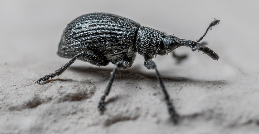 Here is how you can instantly get rid of them if you want: How To Remove Weevils From Your Bedroom
