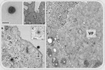 Mysterious virus found in Brazil puzzles scientists with its unique genetic makeup