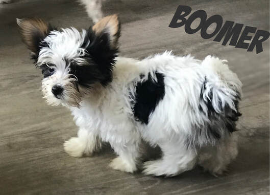 We occasionally have what people refer to as ' teacup yorkies for sale. Parti Yorkie Puppies For Sale Partiyorkiepets Com Parti Yorkie Puppies
