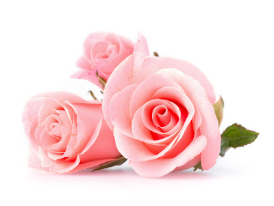 ピンク 薔薇 待ち受け 効果 276393-ピンク 薔薇 待ち受け 効果