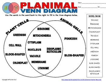 These are the similarities and differences between plan and animal cells. What Are The Differences Between Plants And Animals Mccnsulting Web Fc2 Com