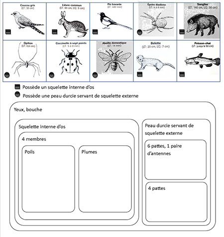 Accouplement, ponte, éclosion de l'œuf, larve, nymphe, papillon adulte. Sciences De La Vie Et De La Terre 5 Exercices De Remediation Classification En Groupes Emboites