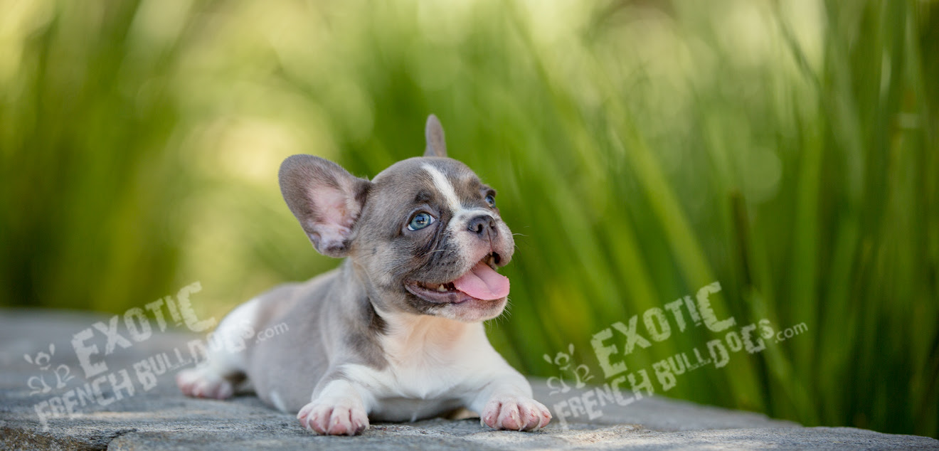 The american kennel club registered this breed in 1898 and placed them in the group of. Exotic French Bulldogs Exotic French Bulldogs French Bulldog Puppies For Sale French Bulldog Resource