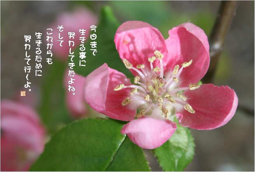 すべての美しい花の画像 エレガント花梨 花 言葉