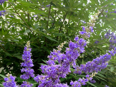 紫色 の 小さい 花 491588-紫色の小さい花 雑草