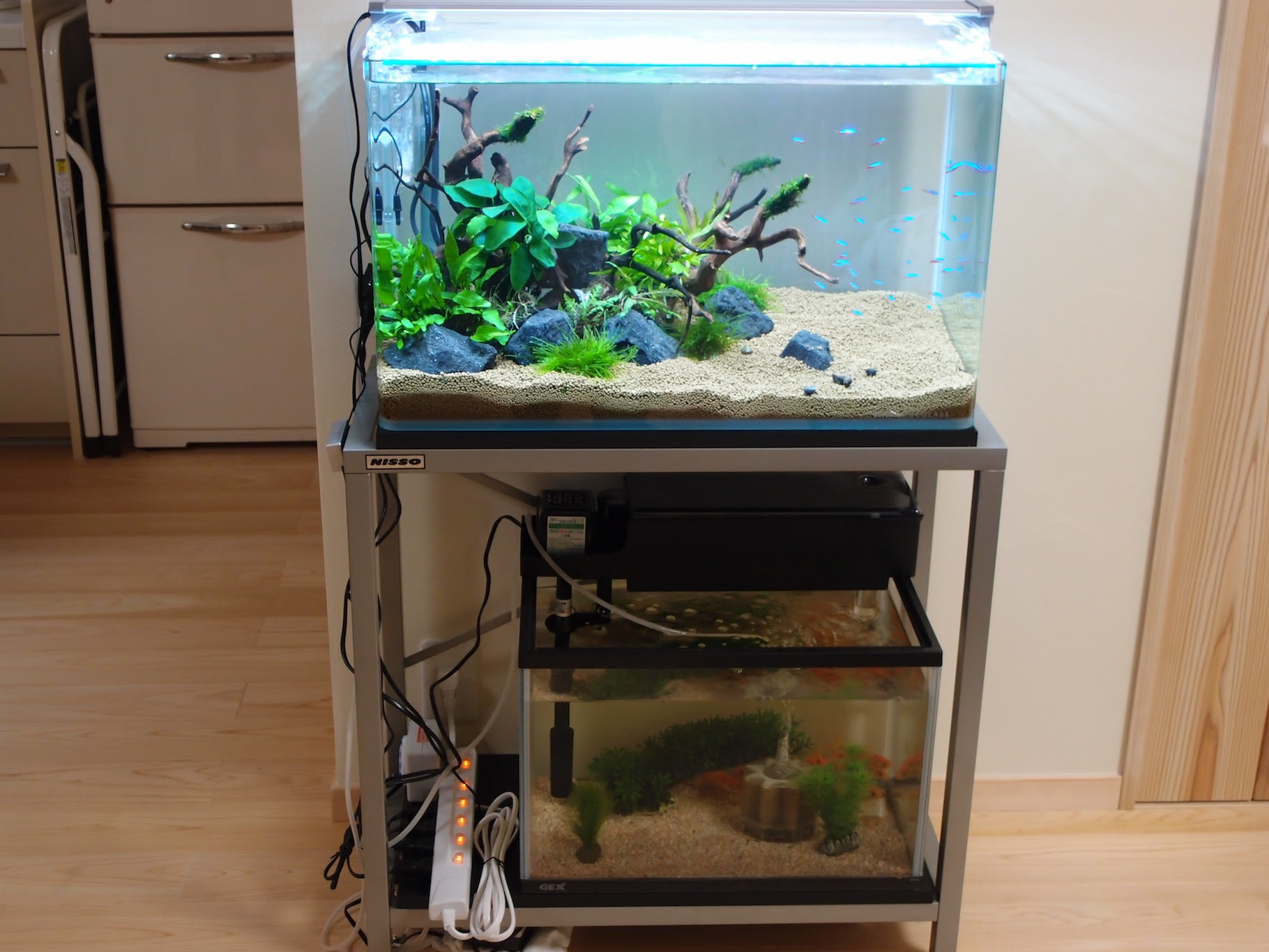 ぜいたく金魚 水槽 レイアウト シンプル 最高の壁紙コレクション