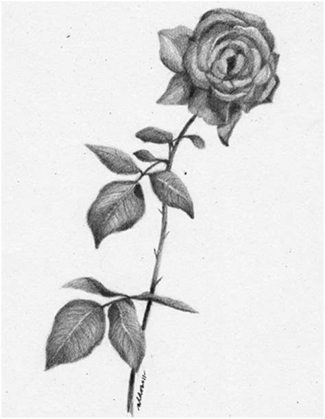 Gambar Bunga Mawar Pensil - Gambar Bunga HD
