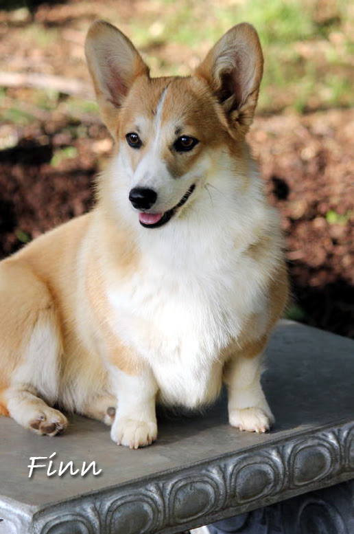 52 Top Photos Corgi Puppies For Adoption California : Posable Corgi Pup 6 Inch Plush Dog Our Generation