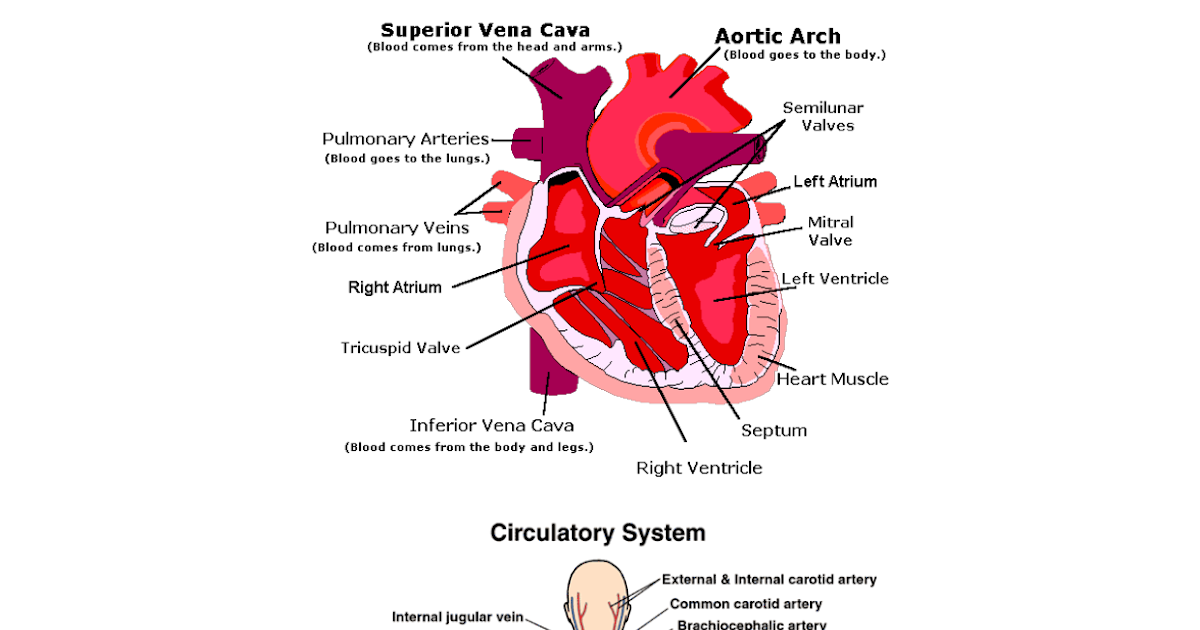 Anatomy Pictures Muscles And Bones Pdf Downloads / Human ...