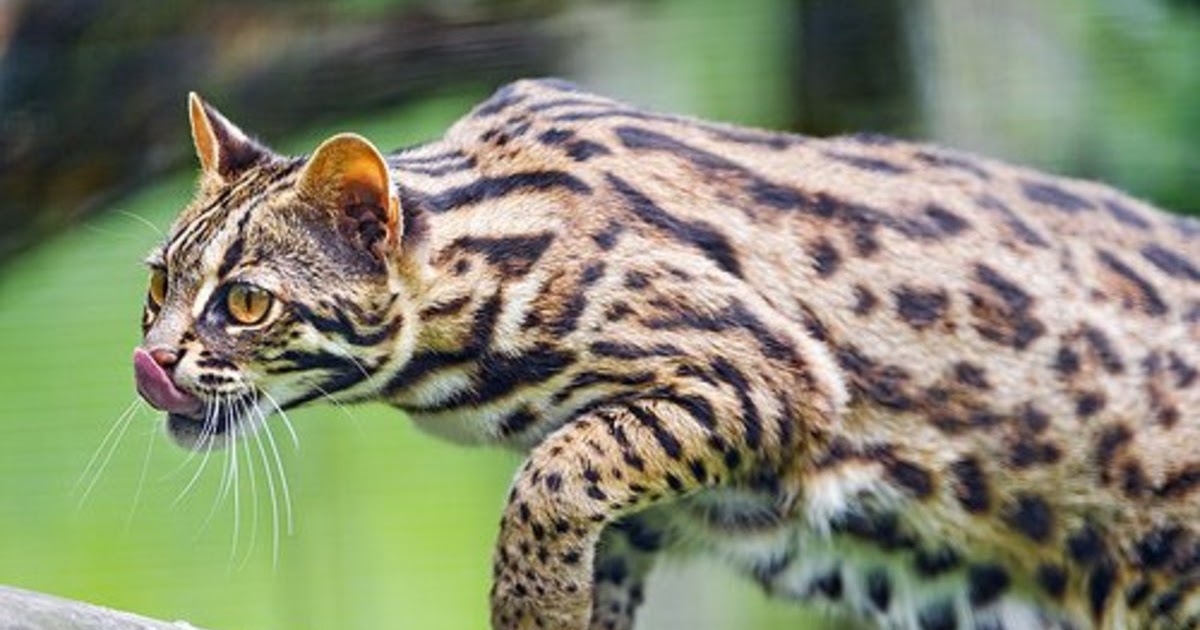 Buy Rusty Spotted Cat Canada