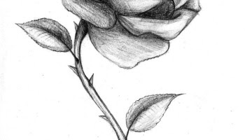 Terkeren 17 Dp Bunga  Mawar Layu  Gambar  Bunga  HD 