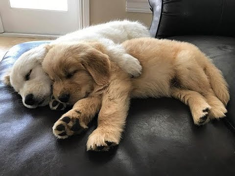 ダウンロード かわいい おもしろ 面白い かわいい おもしろ 犬 Jpsaepictomww