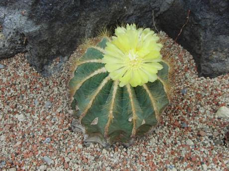 美しい花の画像 最新サボテン 金鯱 花