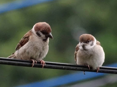 雀 可愛い の最高のコレクション 最高の動物画像