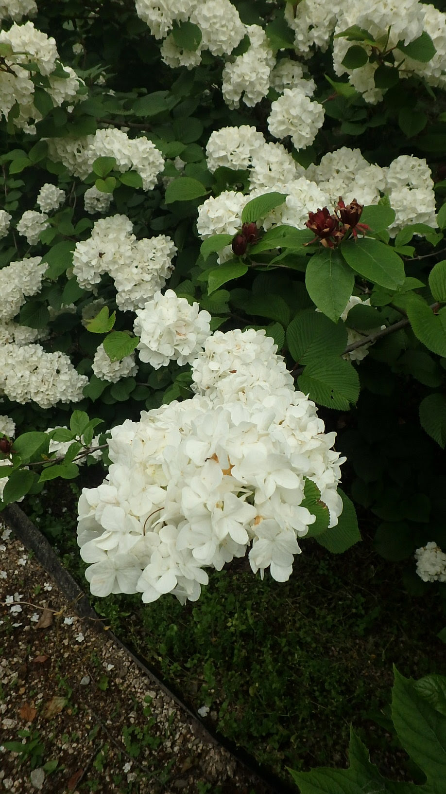 最高かつ最も包括的な白い 6 月 花 すべての美しい花の画像