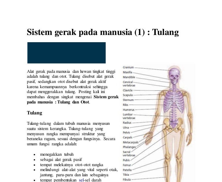 Inspirasi 20 Sistem  Gerak  Pada Manusia 