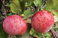 Описание яблони сорта Штрейфлинг, отзывы садоводов