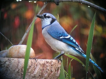 blue jay