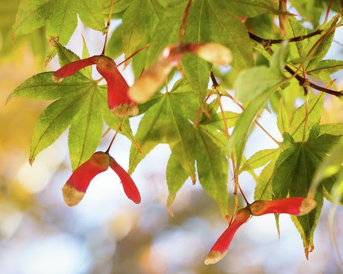 How long do maple trees shed their seeds? Plants Seeds Bulbs Blood Good Japanese Maple Tree Seeds 5 Per Pack Usa Grown Shipped Home Garden