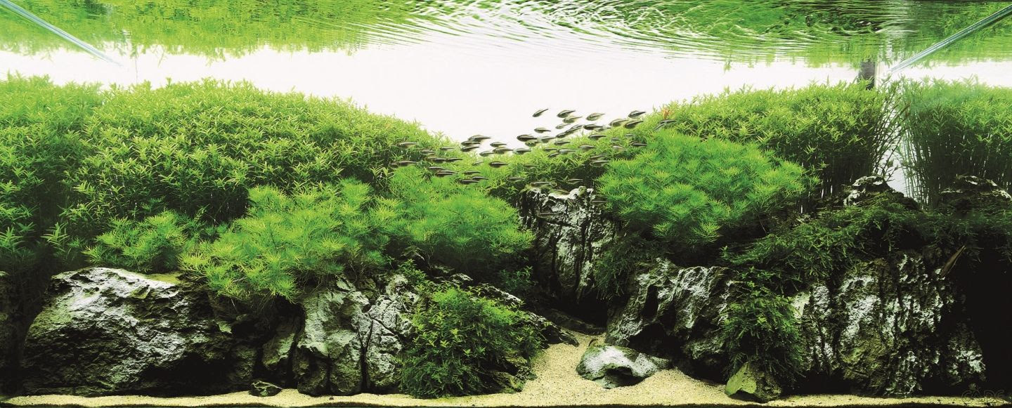 最高かつ最も包括的な壁紙 水槽 最高の花の画像