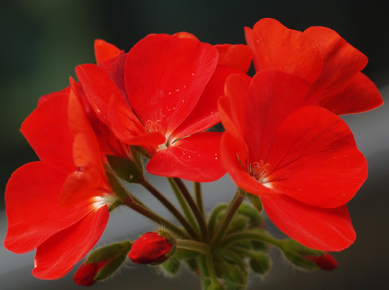 すべての美しい花の画像 新着花 言葉 ゼラニウム