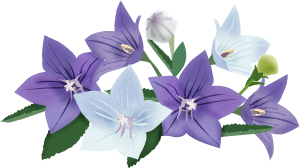 美しい花の画像 トップ100 桔梗 イラスト フリー