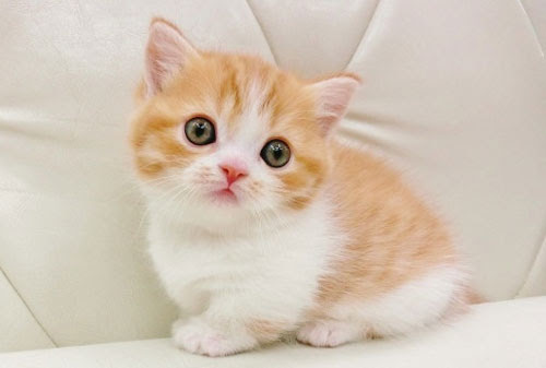 最高の動物画像 Hd限定可愛い 子猫