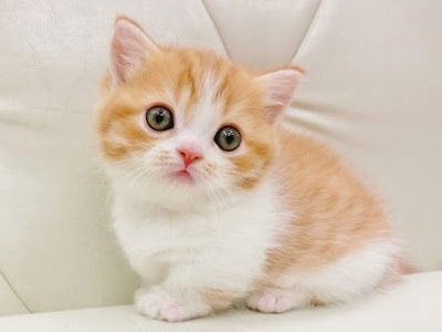 【人気ダウンロード！】 子猫 かわいい 画像 209355-かわいい 子猫 画像 無料