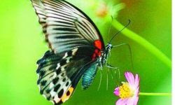 Contoh Cerita Fabel Kupu-kupu Berhati Mulia - Contoh Moo