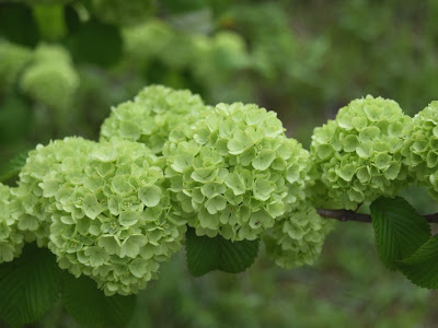 25 ++ 花 緑色 204662