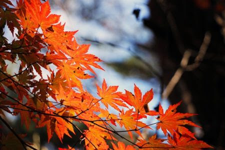 すべての美しい花の画像 50 素晴らしい東京 カエデ 紅葉日 去年