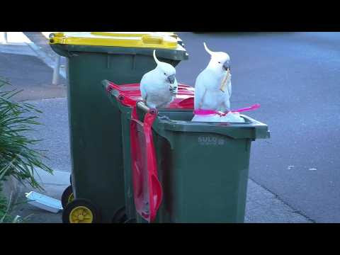 Les cacatoès à huppe jaune ouvrent les poubelles 