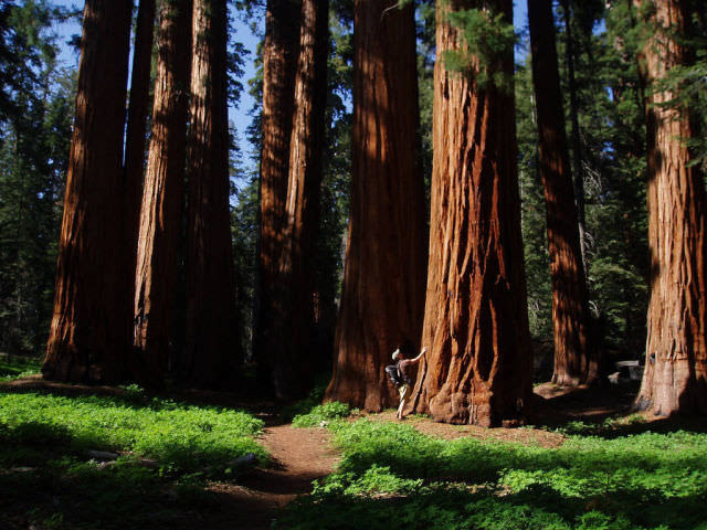 Sequoias Are Impossible to Miss!