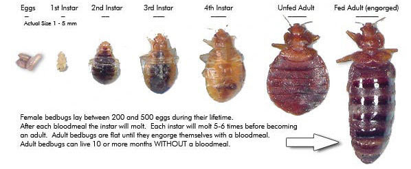 Check spelling or type a new query. Facts About Bedbugs Identification Biology Feeding Propagation Habitats