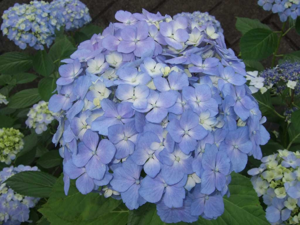 最も好ましい 壁紙 フリー ハート の 紫陽花 待ち受け