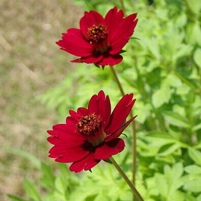 ベストコスモス 原産国 最高の花の画像