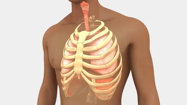 Picture Of What Is Under Your Rib Cage / Biliary Colic ...