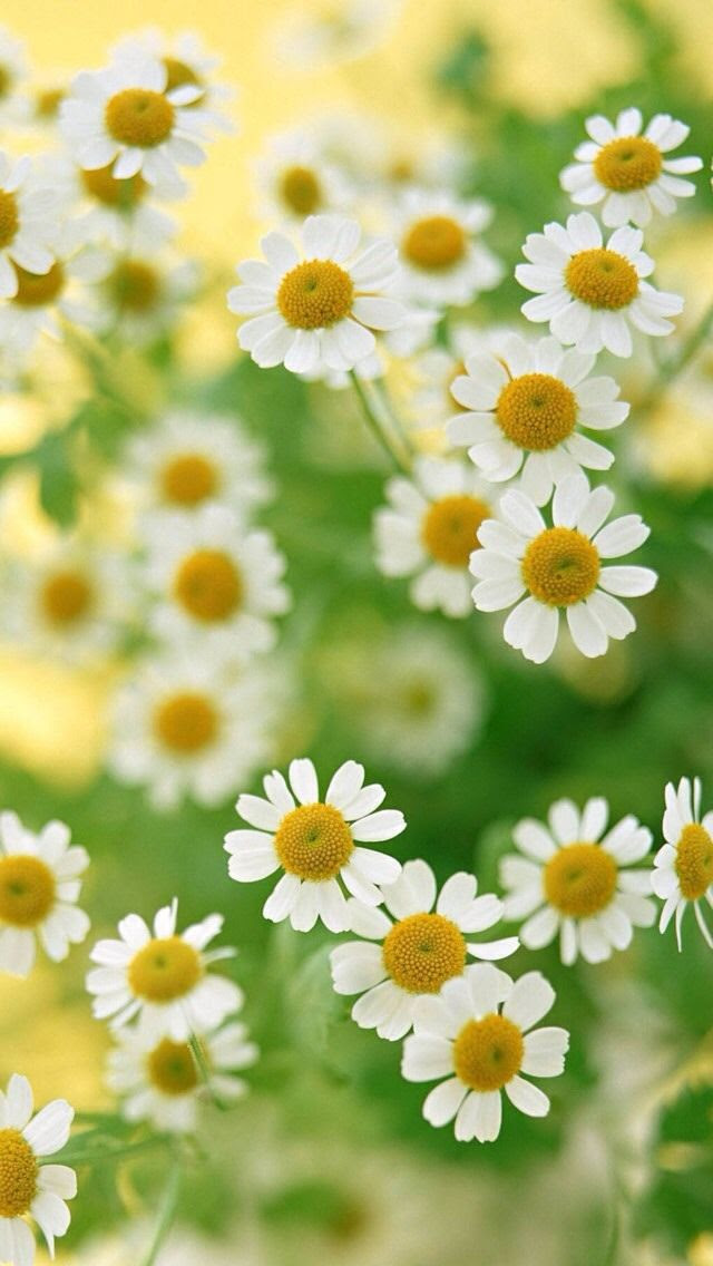 心に強く訴えるマーガレット 壁紙 Iphone 最高の花の画像