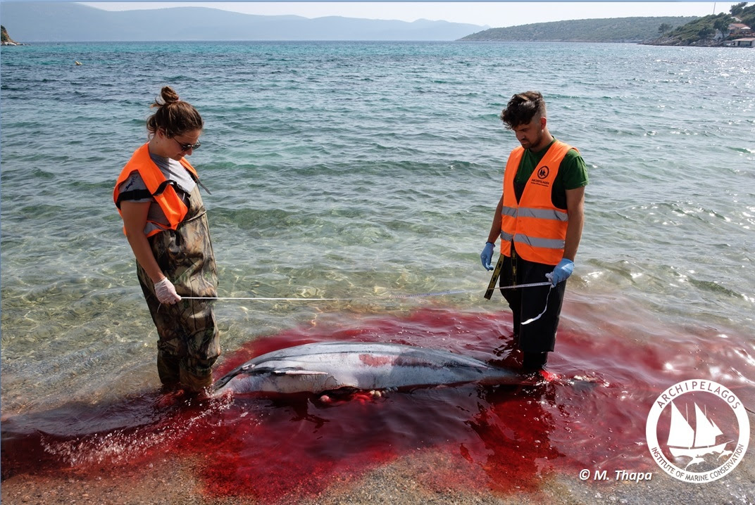 Killed Dolphin Archipelagos2