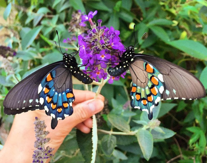 butterfly whisperer