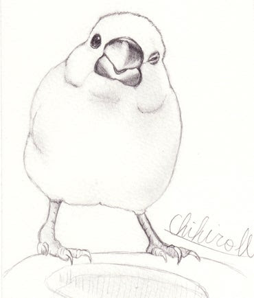 心に強く訴える文鳥 イラスト 壁紙 最高の花の画像