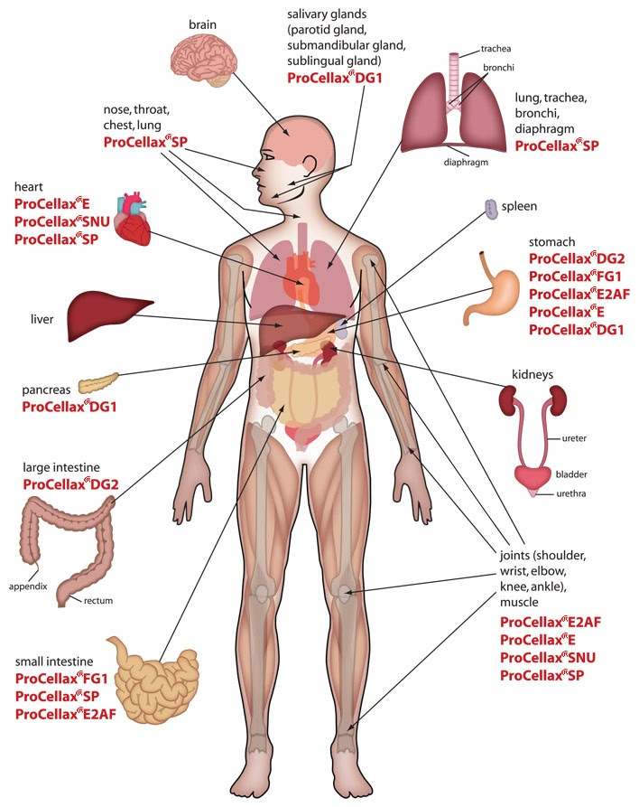 Download 676 human body diagram free vectors. Free Human Body Organs Download Free Human Body Organs Png Images Free Cliparts On Clipart Library