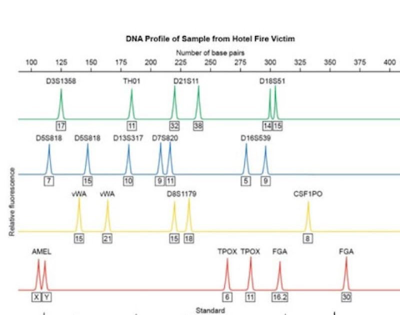 Dna Fingerprint Analysis Gizmo Answer Key - DNA Informasi