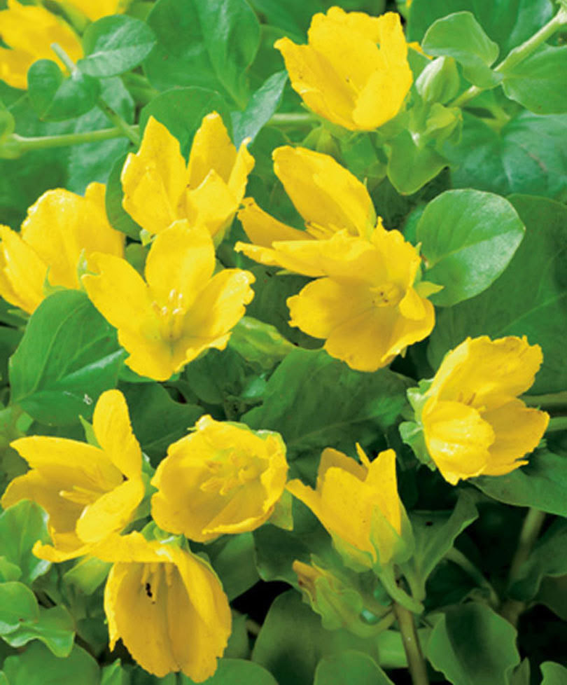 La vendita online di piante e fiori non ha stagionalità, le spedizioni avvengono tutto l'anno senza problemi e con una consegna garantita in due giorni lavorativi. Fiori Gialli Bellissimi E Diversi Giardinaggio Fiori Animali E Centinaia Di Articoli Passo Passo
