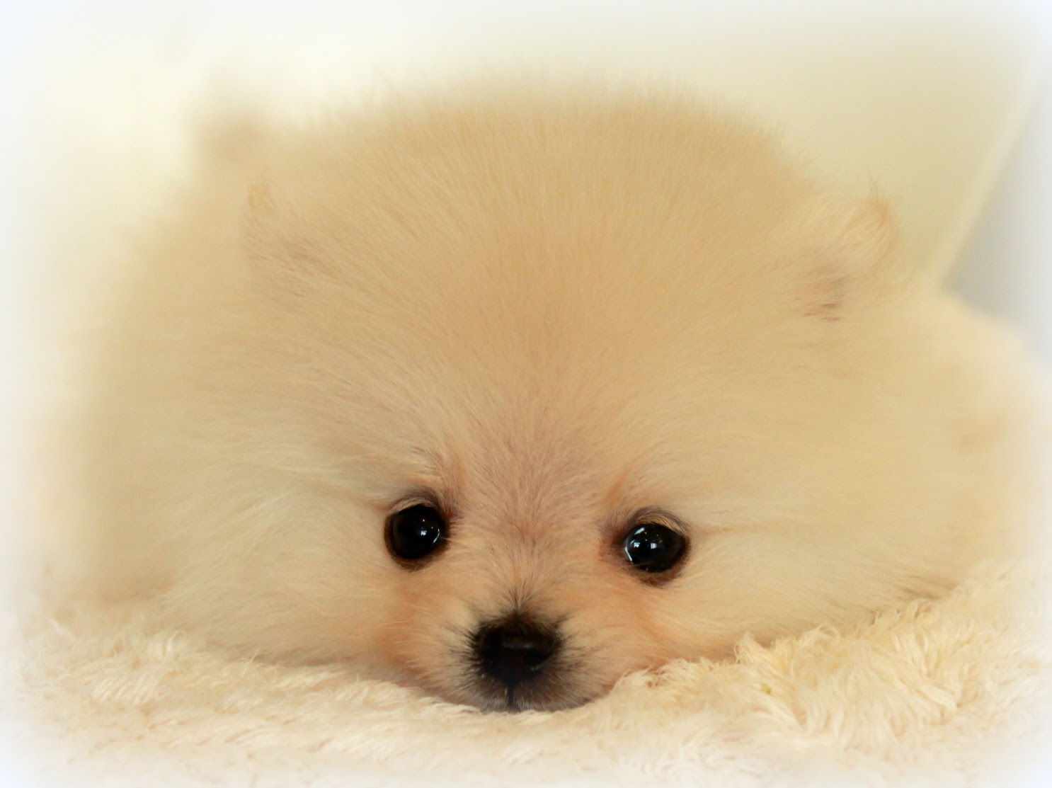 画像をダウンロード 癒される 可愛い 犬 の 画像 Huyjpblog