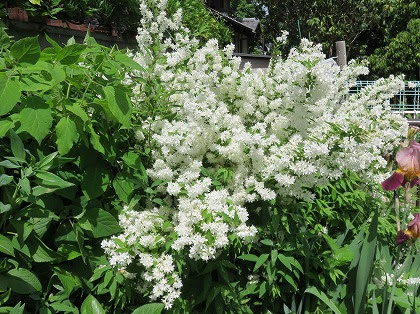 すべての美しい花の画像 ぜいたく白い 小花 名前