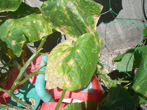 ボケ 葉 が 茶色 Yahuj