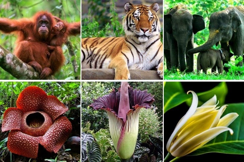 59 Kumpulan Gambar  Flora  Fauna  Dan  Alam Benda