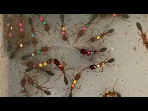 Ces fourmis de l'espèce Harpegnathos saltator organisent des tournois pour déterminer les nouvelles reines 